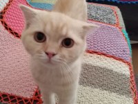 Scottish fold sahiplendirme