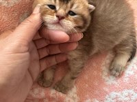 Scottish Fold Ve British Mix Erkek Yavru