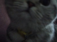GÖZ BEBEĞİ SCOTTİSH FOLD KEDİMİZ