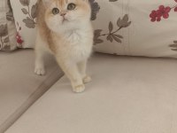Çok güzel golden dişi british shorthair