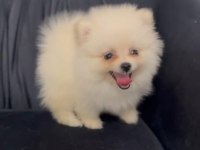 Yavru Pomeranian