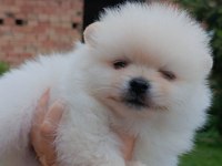 Pomeranian ve bi poodle