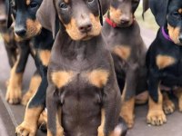 Dişi erkek doberman kapıda ödemeli güvenli sistem