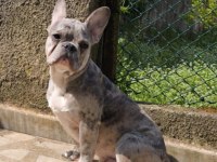 AŞILI WC EĞİTİMLİ BLUE MERLE FRENCH BULLDOG OĞLUMUZ