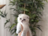 SCOTTISH FOLD YAVRULARIM 