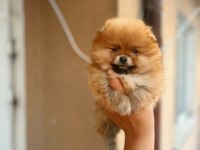 Tea cup teddy bear pomeranian boo oğlumuz