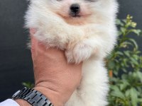 Sağlık ve ırk garantili pomeranian yavrularımız