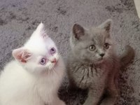 Gerçek Bir Dost Kediyse İstediğiniz Tamda Doğru Yerdesiniz