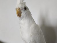 Eğitimli Albino Sultan Papağanı Yavrusu