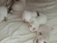 Bu british shorthair güzellere gerçek bakacak kişiler