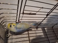 Rengarenk muhabbet kuşları