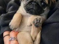Irk Ve Sağlık Garantili Pug Köpeği