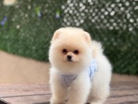 Birbirinden Güzel ve Sevimli Pomeranian Yavrularımız