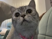 KEDİMİZ ETTİM MASRAFLARI ÇIKARAK VERİLECEKTİR ÜCRETSİZ GİBİ