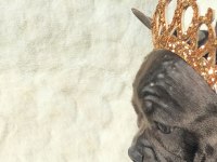 French Bulldog ile Farklı Bağlar Kurabilirsiniz