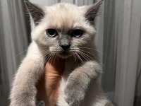 BRİTİSH KEDİSİ YAVRULAR