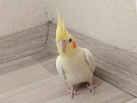 Kırmızı göz lutino erkek sultan papağanı