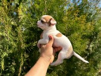 Şivava (chihuahua)