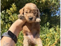 Ailenizin Yeni Dostu Maltipoo Yavrular