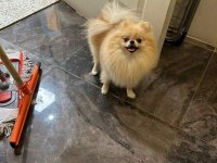 Eşleşme Tecrübeli Teacup Pomeranian Boo Dişimiz