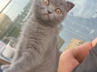 A kalite blue point ve scottish fold bebekler