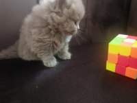British shorthair yavru Antalya