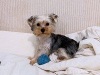 Ped eğitimi tam yorkshire terrier