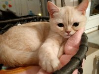 4 AYLIK KEDİMİZE ACİL YUVA ARIYORUZ