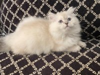 Blue Point British Longhair Kızımız Yeni Yuvasını Arıyor
