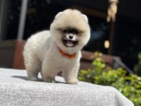 Pomeranian boo sevimli yavrumuz