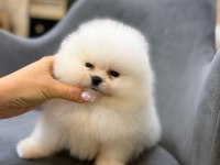 Ayı Surat Pomeranian Yavrular Korekan