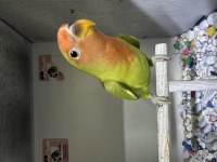 3 adet bebek sevda papağanı
