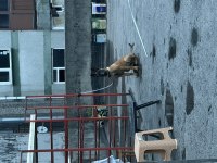 7 aylık dişi belçika kurdu
