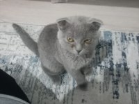Sahiplendirilecek scottish fold
