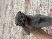 7 KARDEŞ YENİ YUVASINI ARIYOR BRİTİSH
