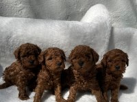 GÜZELLİK ABİDESİ POODLE BEBEKLER