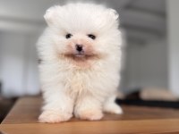 EN SAF HALİYLE POMERANİAN BOO