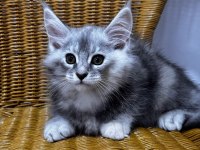 2 AYLIK şecereli Dev Maine coon yavrular