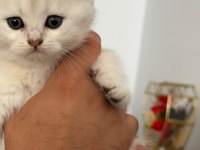 45 günlük british longhair yavrumuz