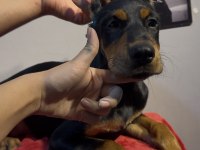 Hedefinizde kaliteli doberman varsa bekleriz