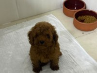 Kore toy poodle yavrular