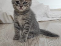 Tontiğe ve yavrularına yuva arıyorum tekir