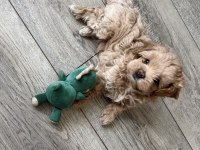 Tr de tek micro teacup maltipoo yavrusu
