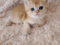 Golden british shorthair bebekler
