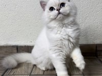 Asil yakışıklı british longhair oğlum