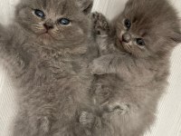 2 aylık KEDİLER SAHİPLENDİRMEK İSTİYORUM