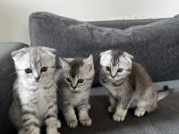 Safkan mini scottish fold ve british yavrular