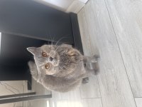 Ücretsiz gri british shorthair