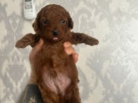 Toy Poodle Yavrularımız