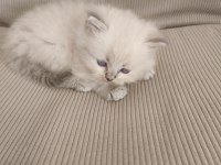 Longhair kedimiz yavru